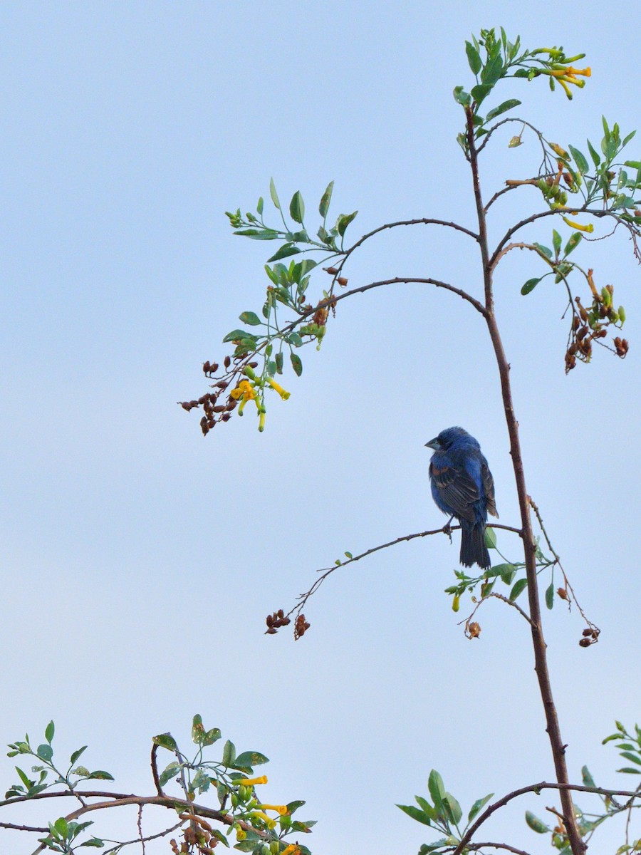 Guiraca bleu - ML620777236