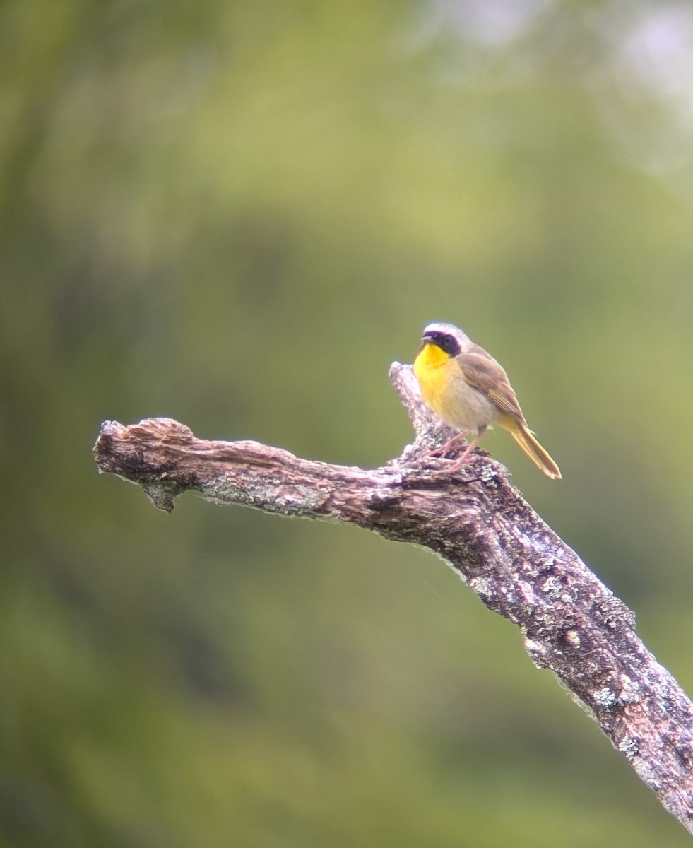 Common Yellowthroat - ML620777238