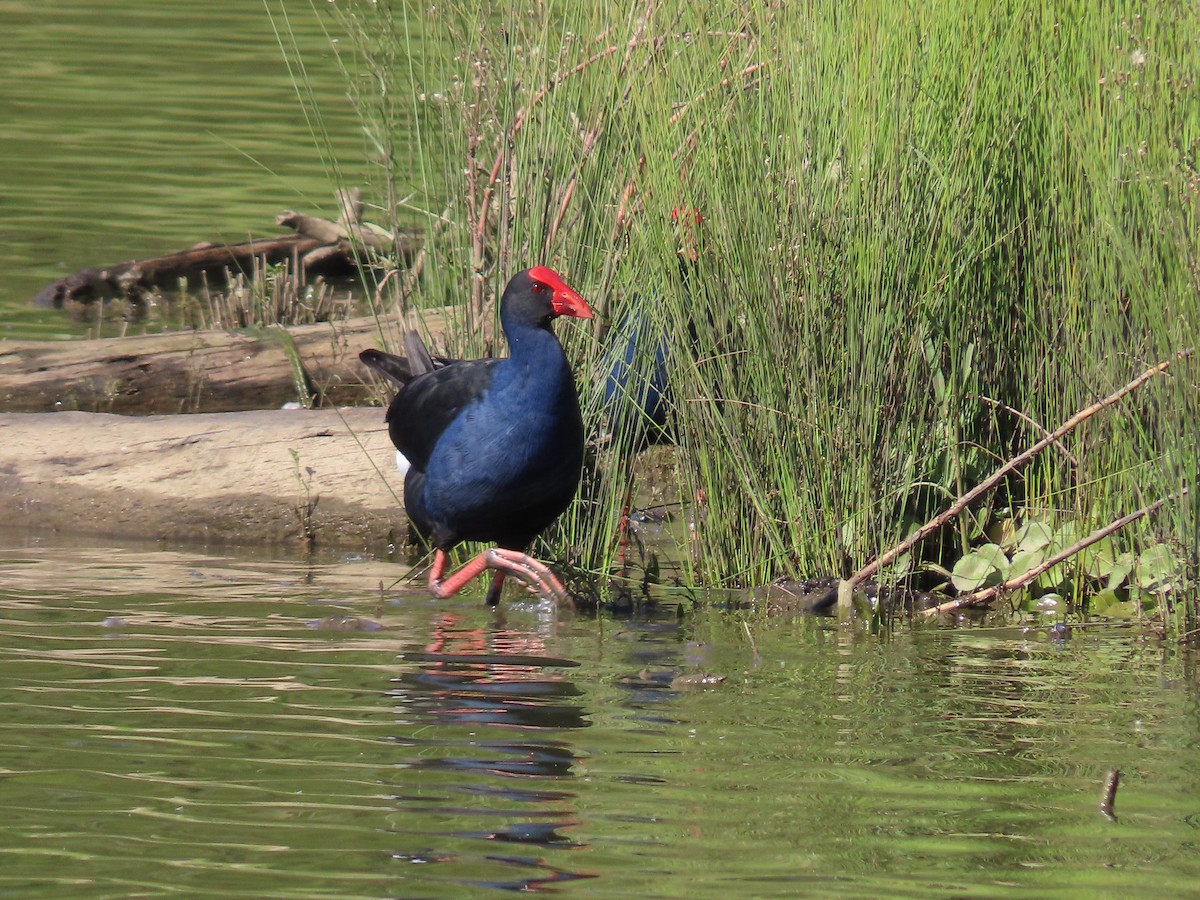 Australasian Swamphen - ML620777239