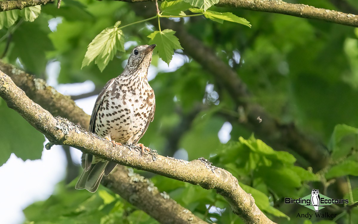 Mistle Thrush - ML620777240