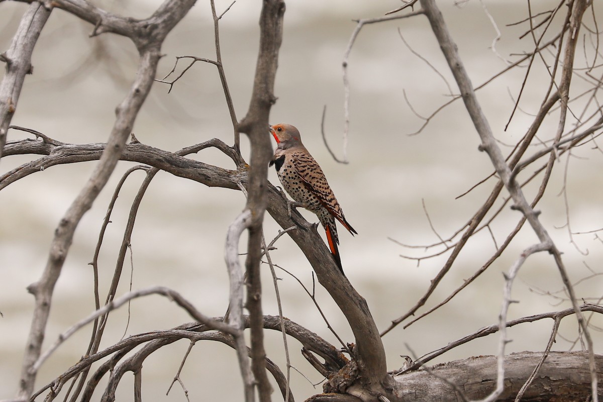 Northern Flicker - ML620777245