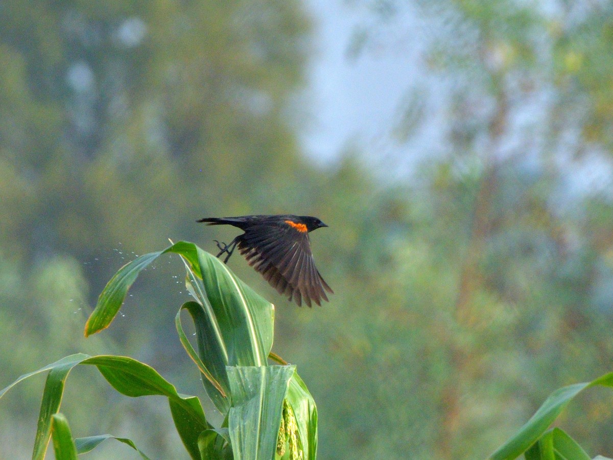 Red-winged Blackbird (Mexican Bicolored) - Isain Contreras