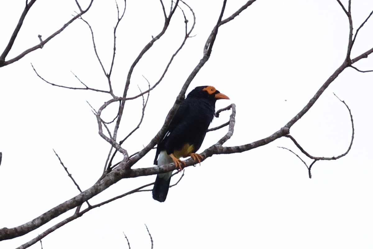 Long-tailed Myna - Andrew William