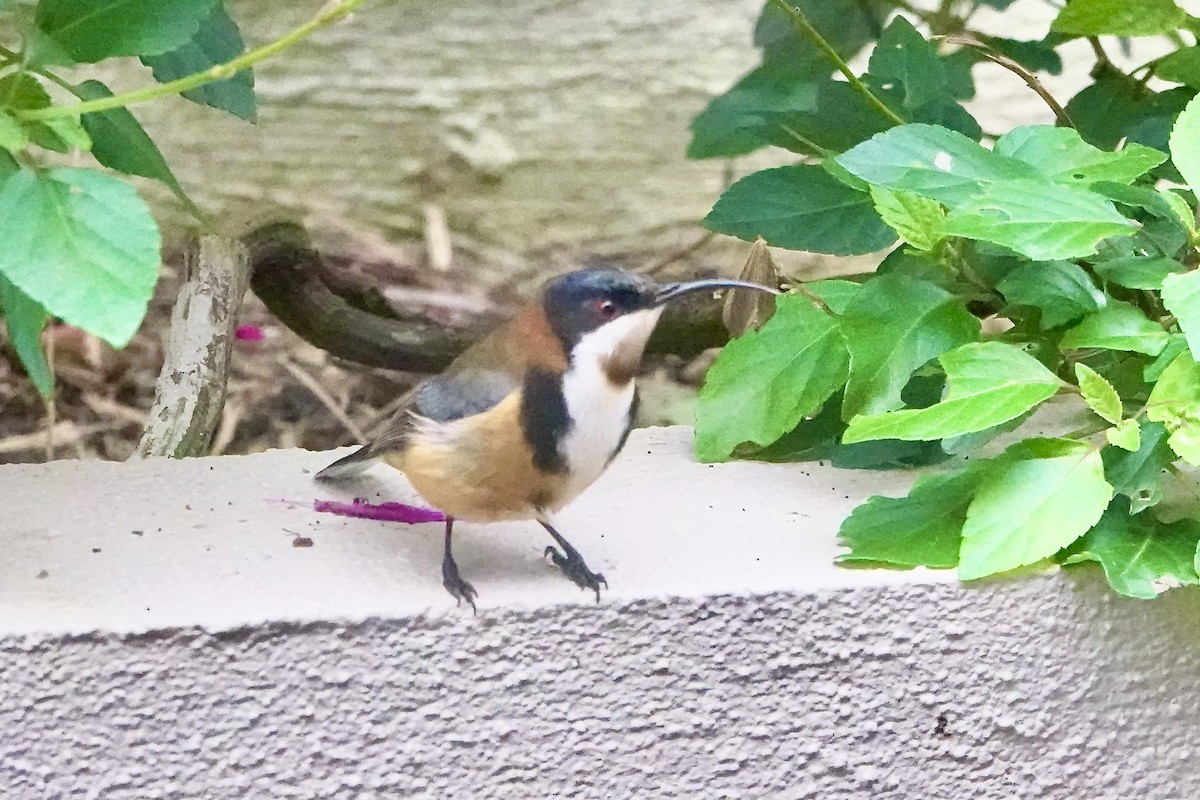 Eastern Spinebill - John Beckworth