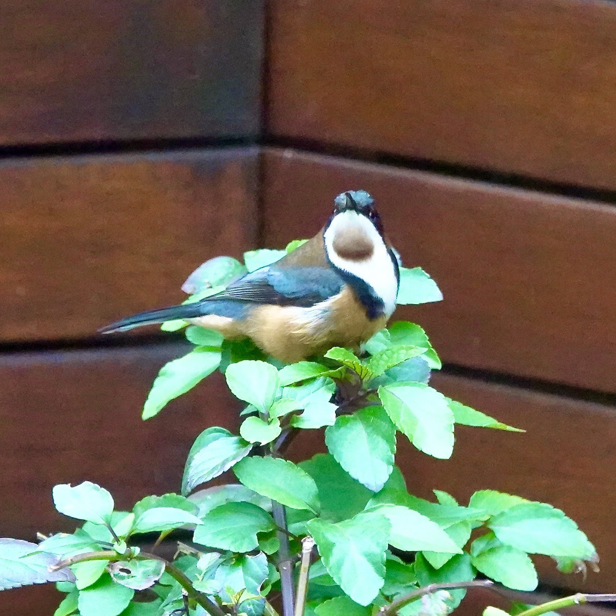 Eastern Spinebill - John Beckworth