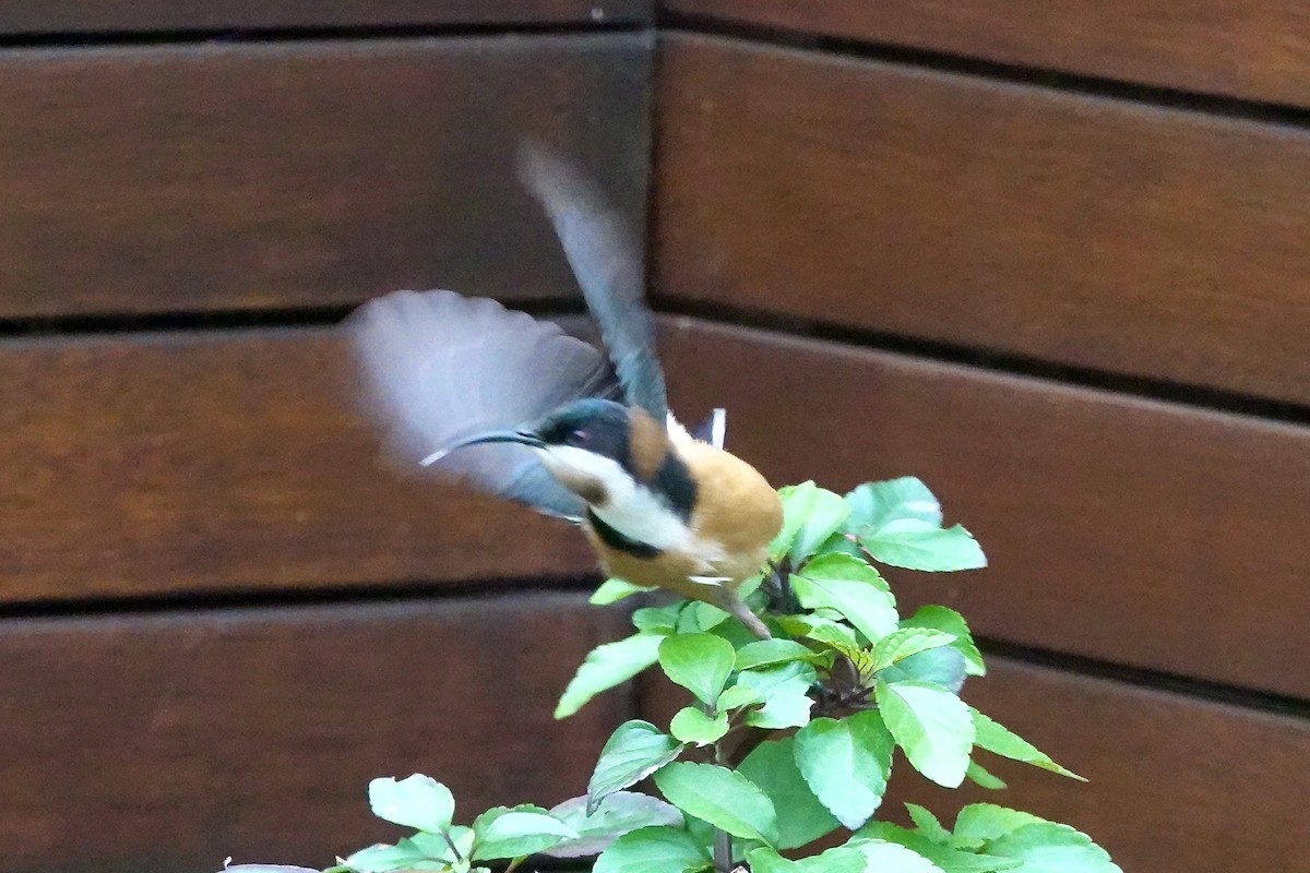 Eastern Spinebill - ML620777279