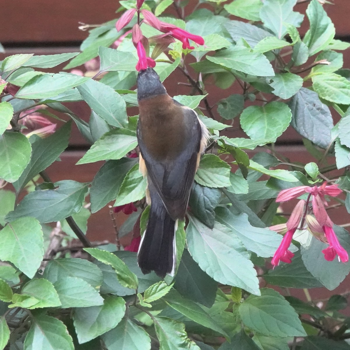 Eastern Spinebill - ML620777280