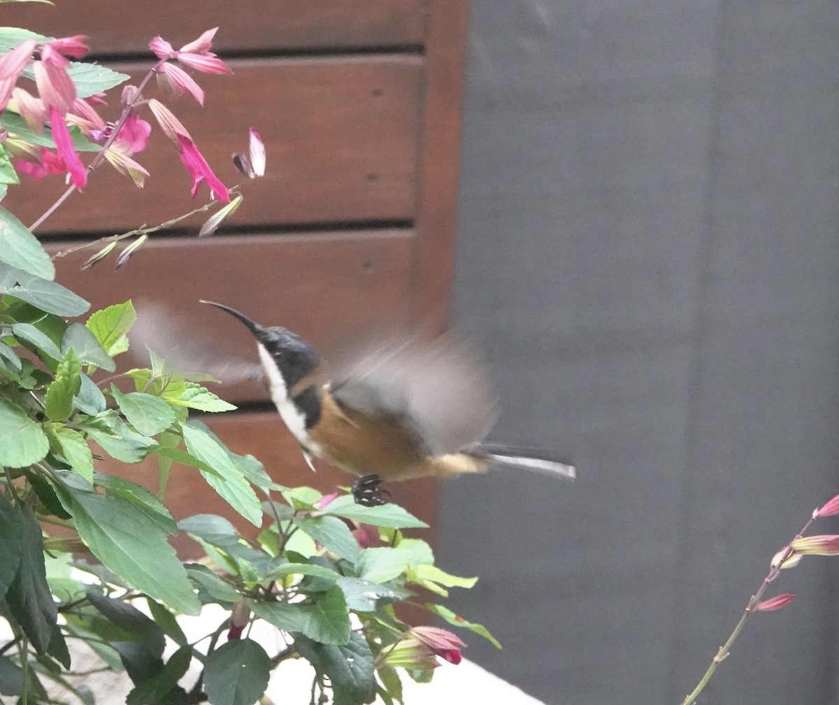 Eastern Spinebill - ML620777281