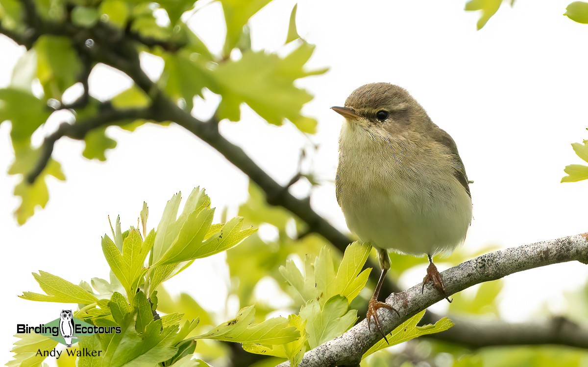 Willow Warbler - ML620777283