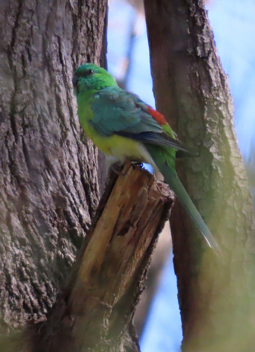 Red-rumped Parrot - ML620777284