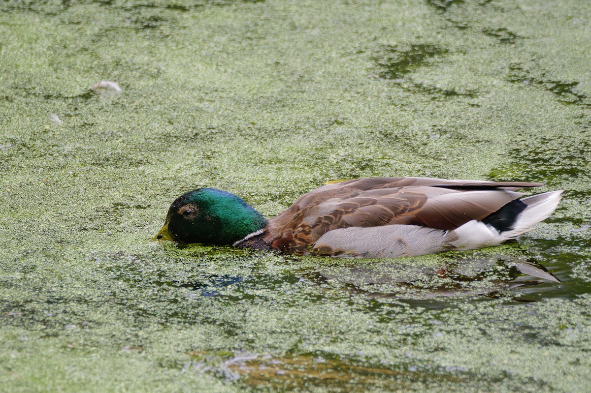 Mallard - ML620777287