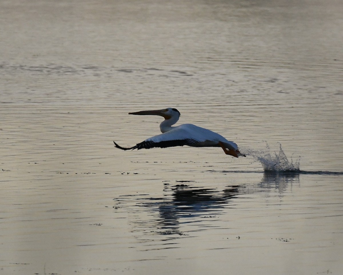 American White Pelican - ML620777288