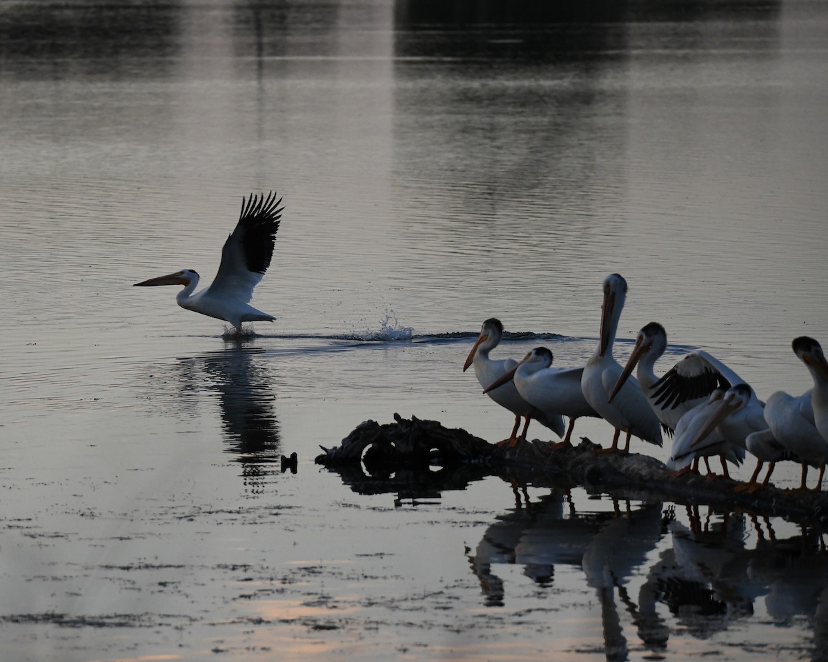 American White Pelican - ML620777289