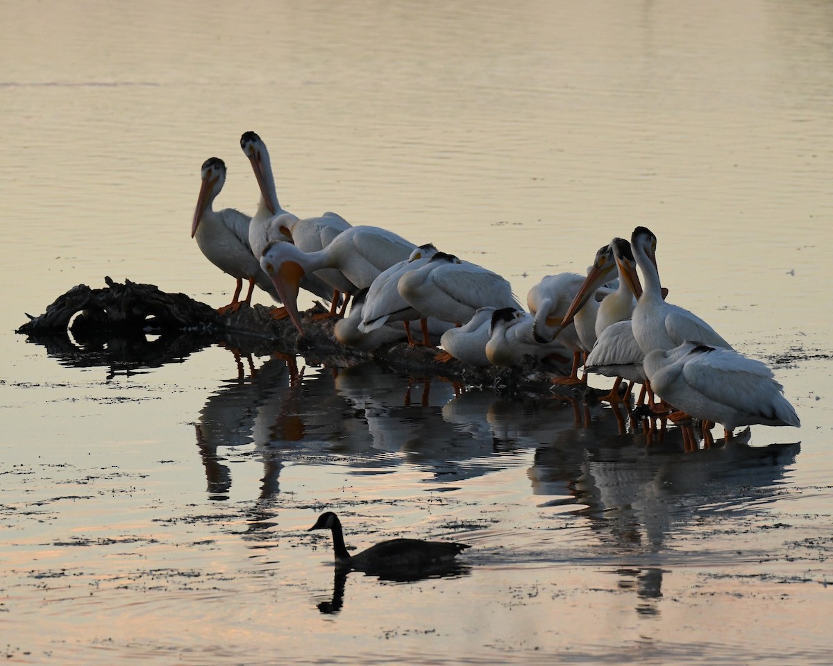 American White Pelican - ML620777290