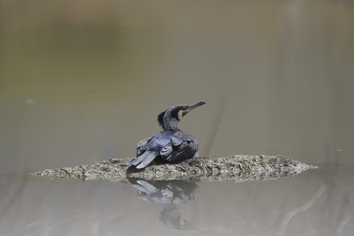 Great Cormorant - ML620777296