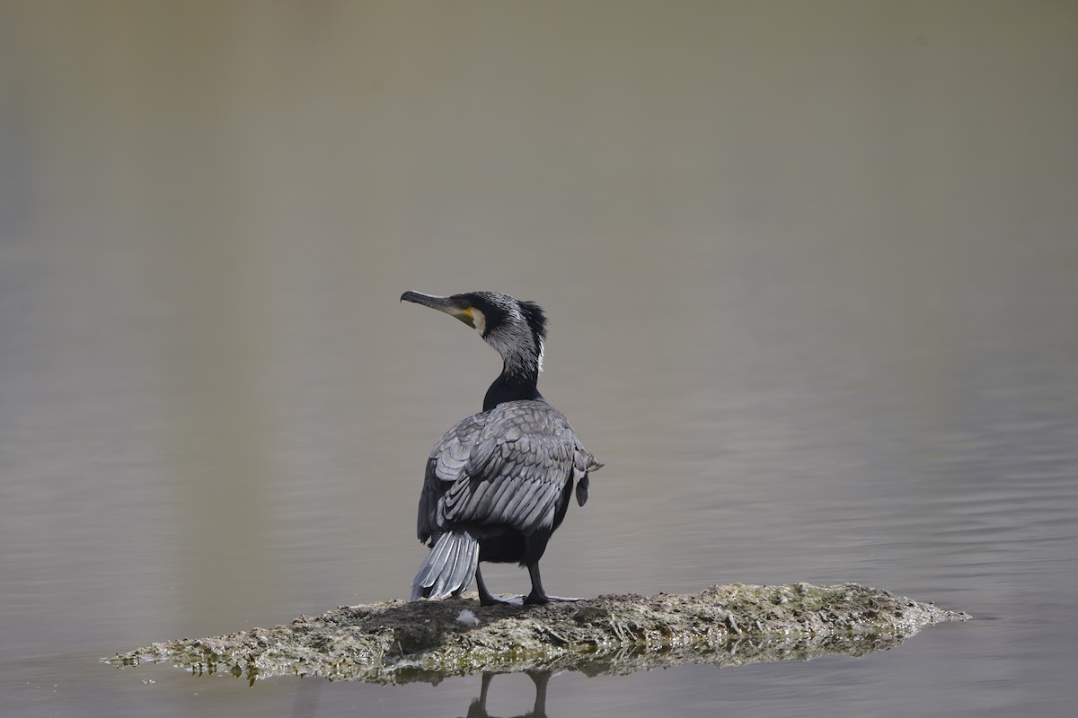 Great Cormorant - ML620777297