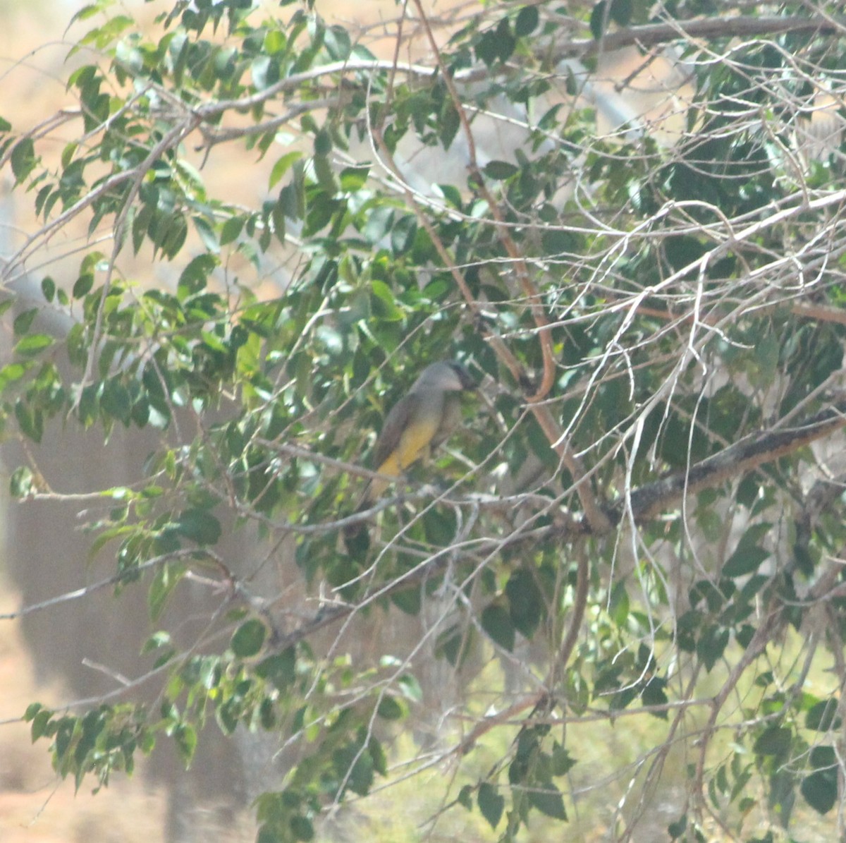 Western Kingbird - ML620777299