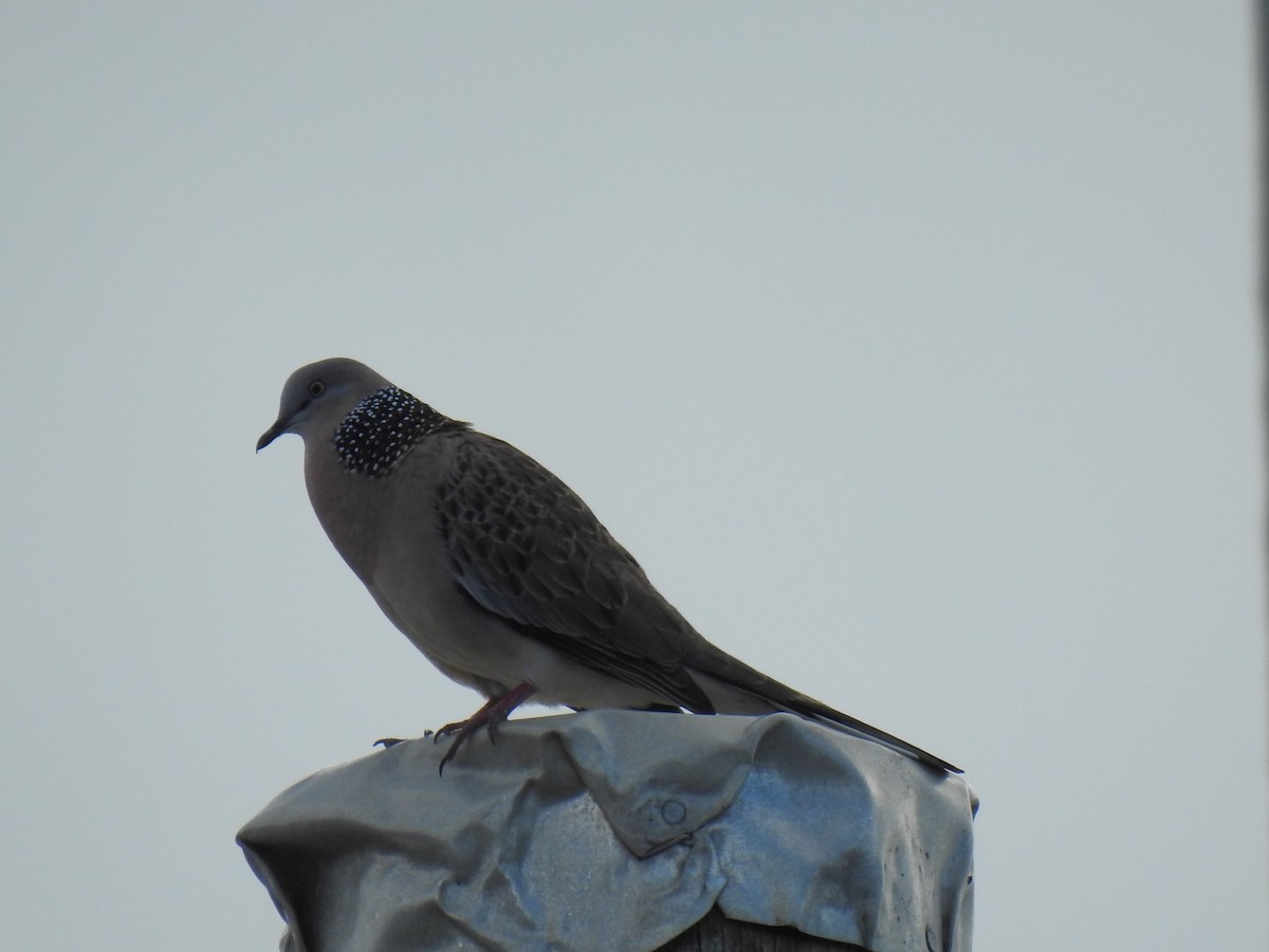 Spotted Dove - ML620777310