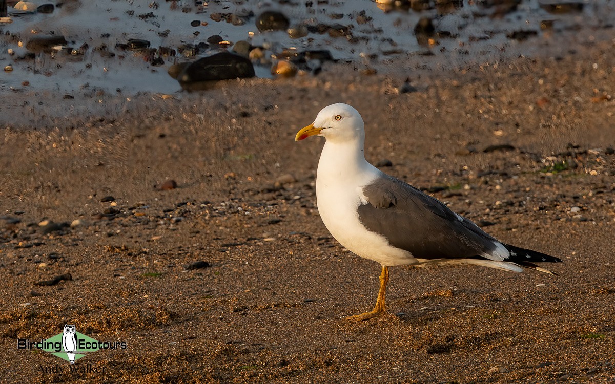 sildemåke (graellsii) - ML620777312