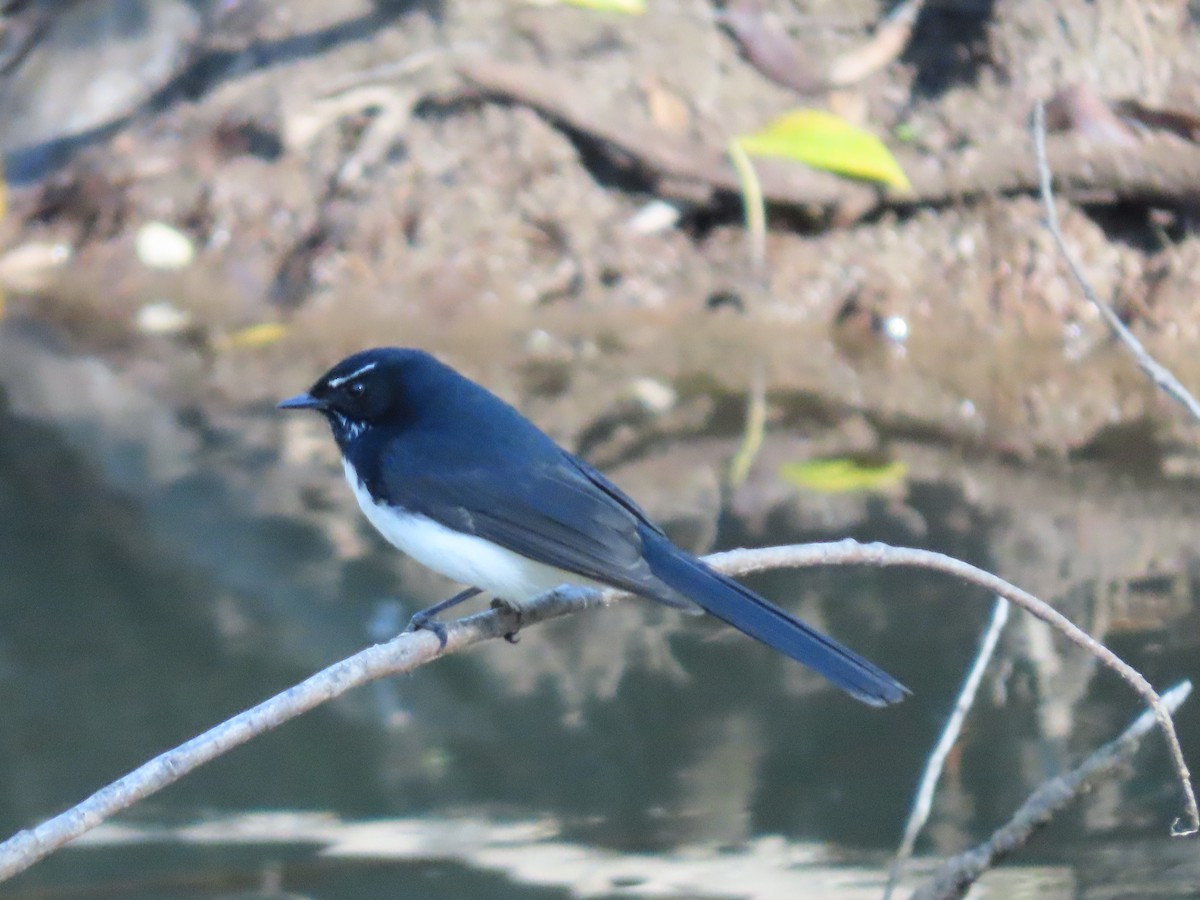 Willie-wagtail - ML620777313