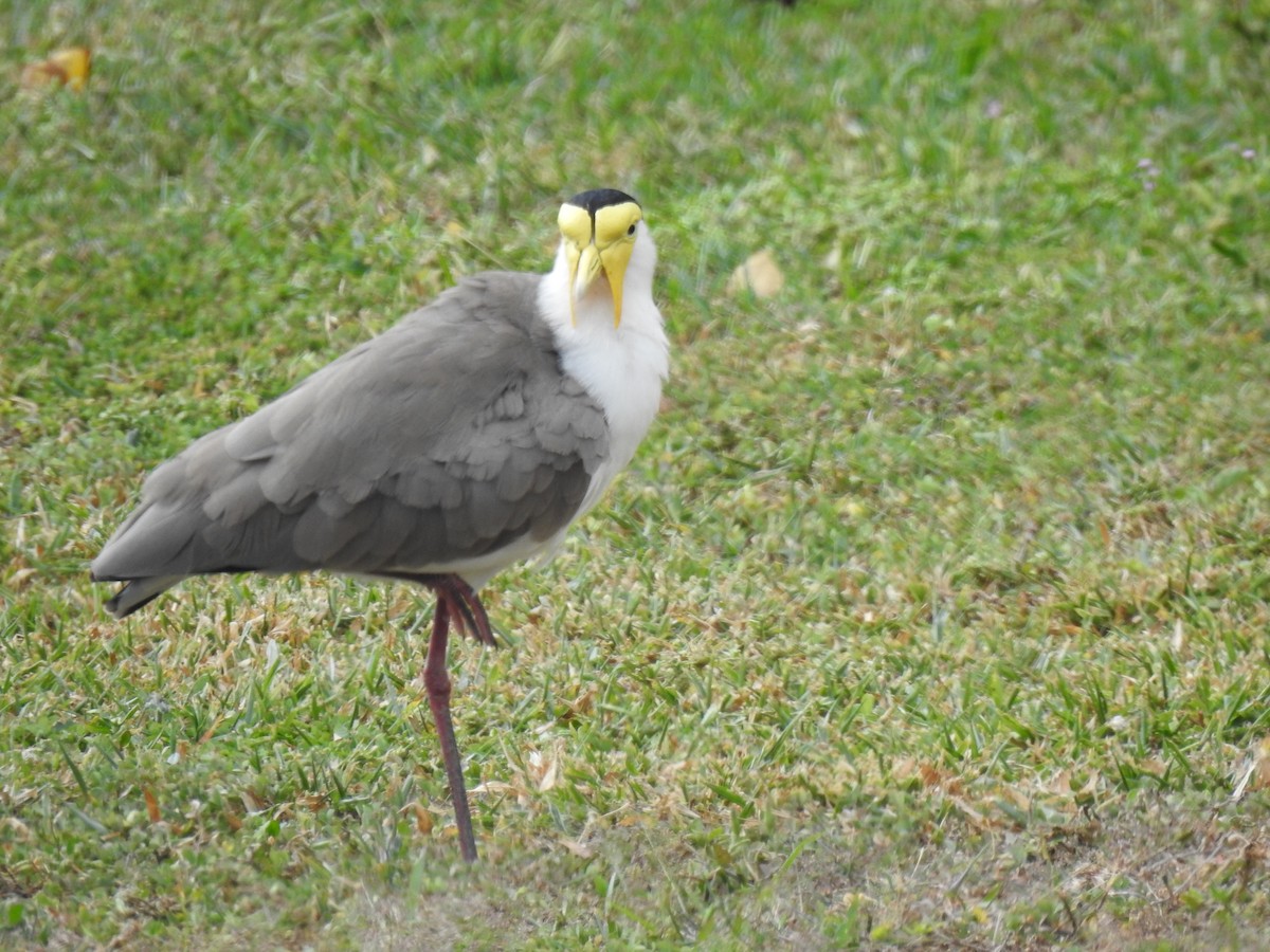 Masked Lapwing - ML620777321