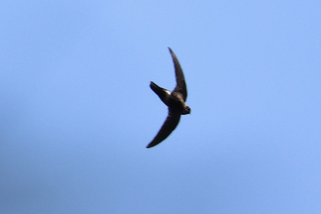 White-rumped Swiftlet - ML620777331