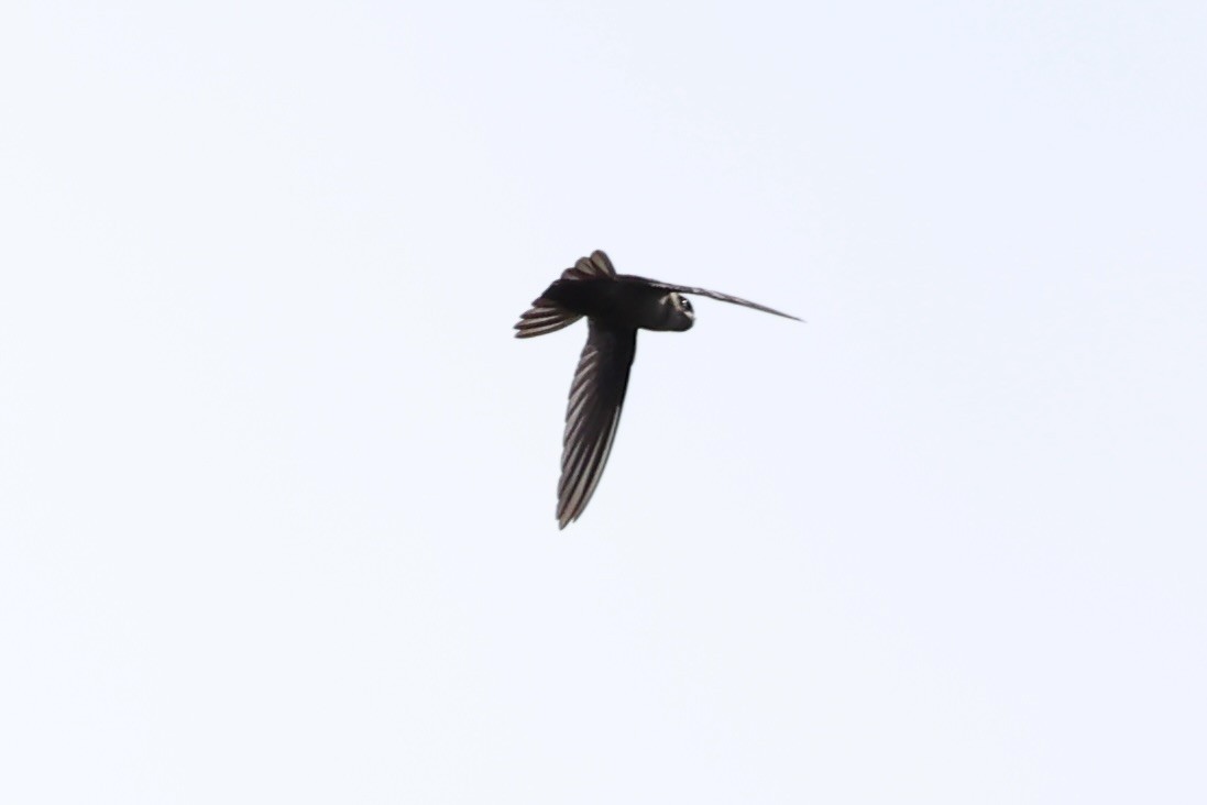 White-rumped Swiftlet - ML620777336