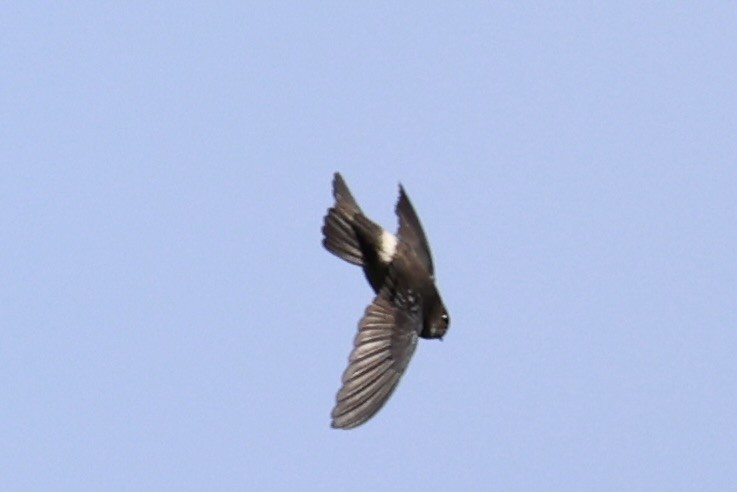 White-rumped Swiftlet - Andrew William