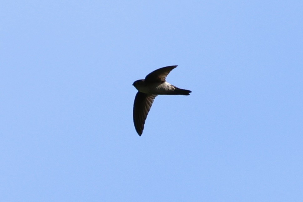 White-rumped Swiftlet - Andrew William