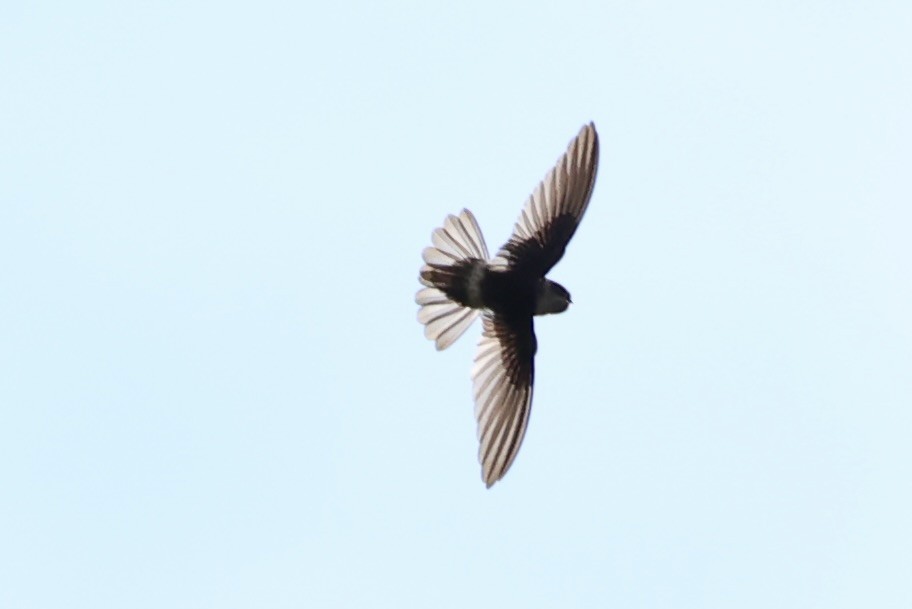 White-rumped Swiftlet - ML620777341