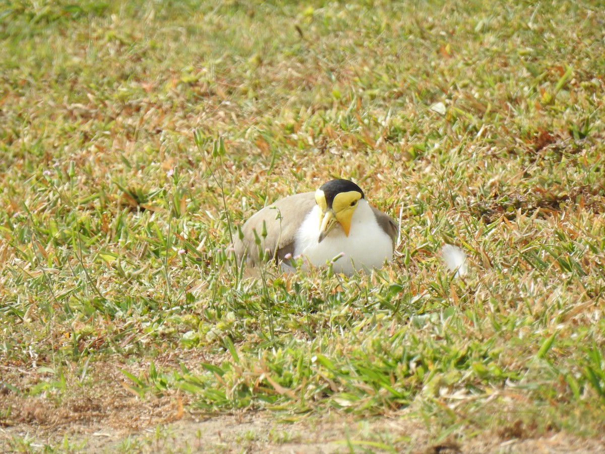 Masked Lapwing - ML620777342