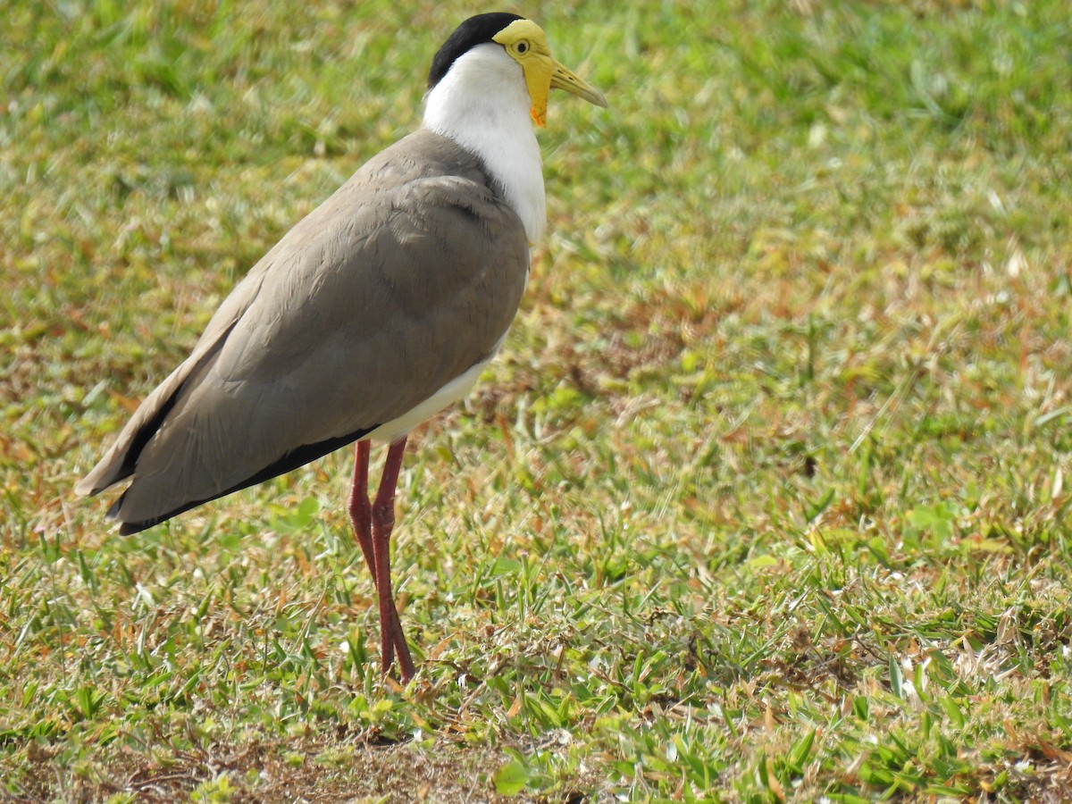 Masked Lapwing - ML620777343