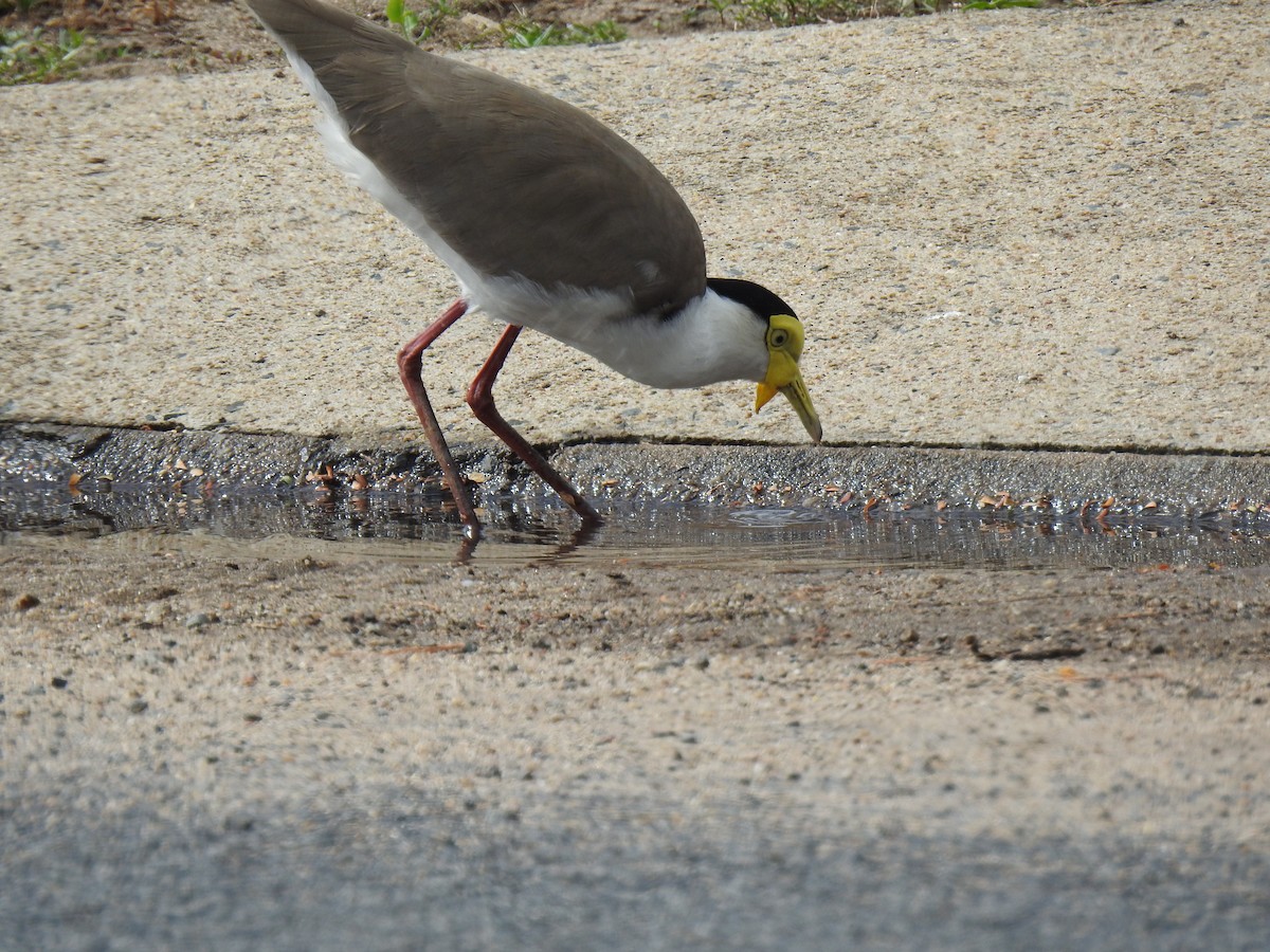 Masked Lapwing - ML620777344