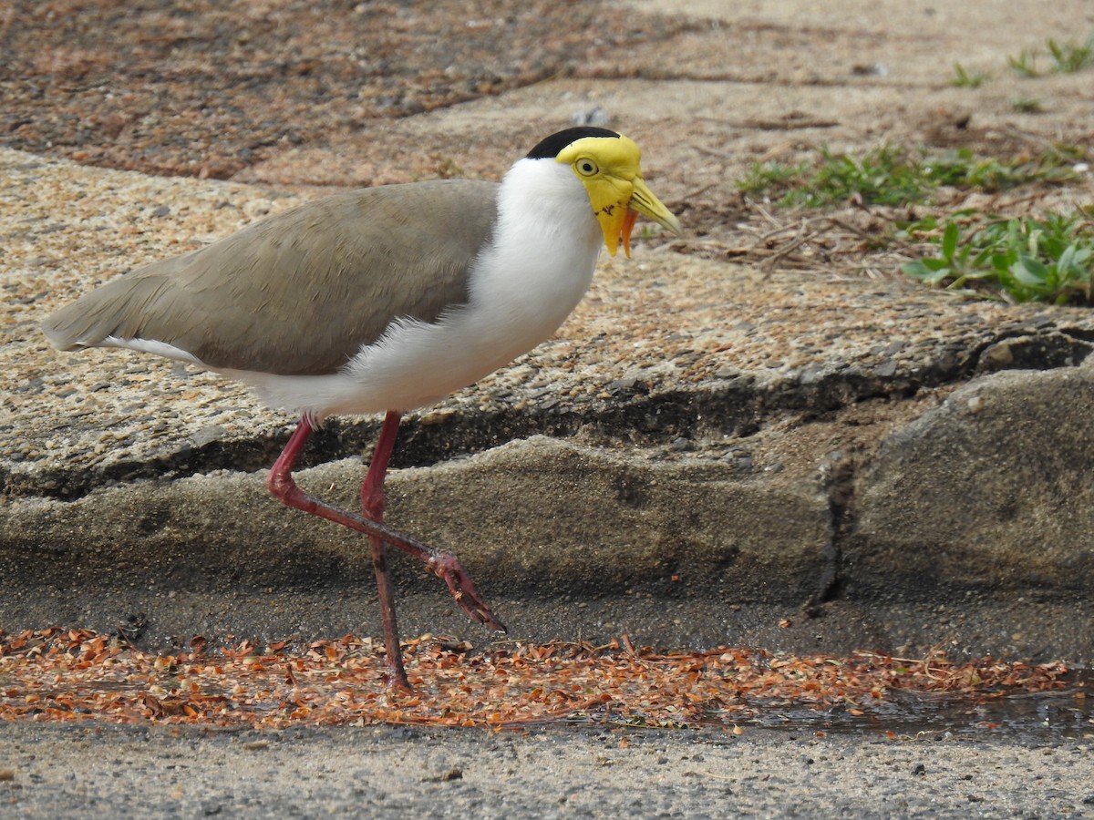 Masked Lapwing - ML620777345