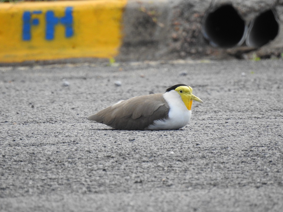 Masked Lapwing - ML620777351