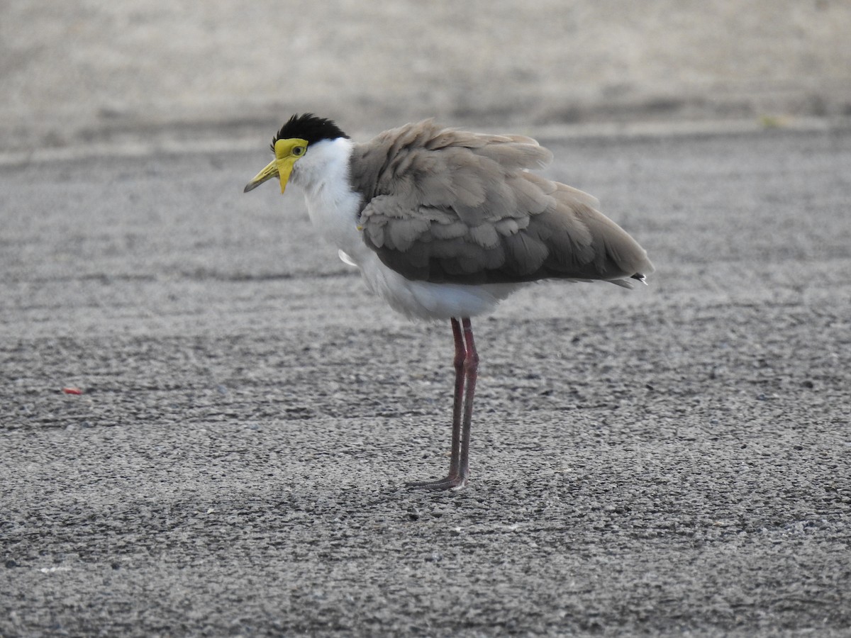 Masked Lapwing - ML620777353