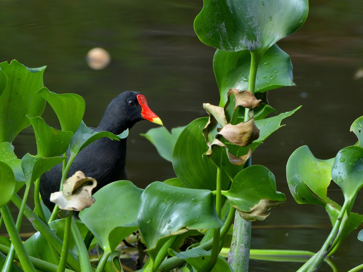 Common Gallinule (American) - Isain Contreras