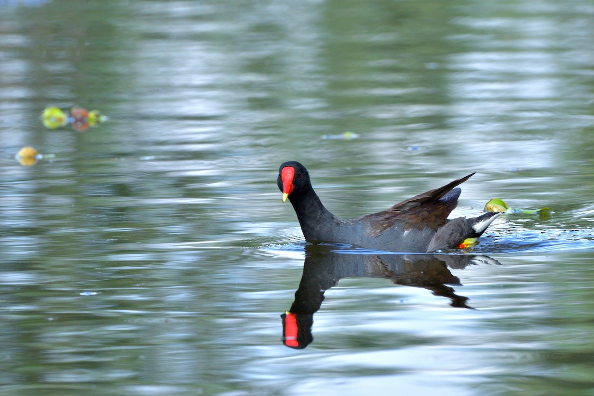 Common Gallinule (American) - ML620777358