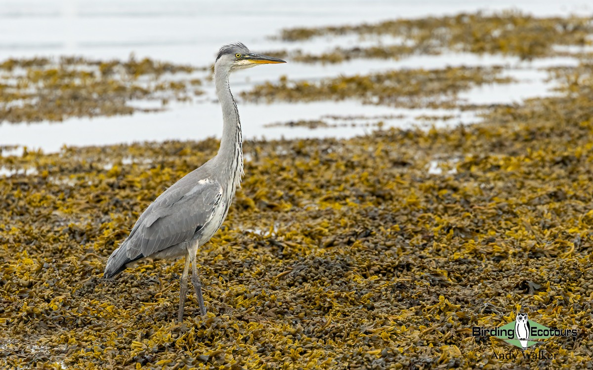 Gray Heron (Gray) - ML620777361