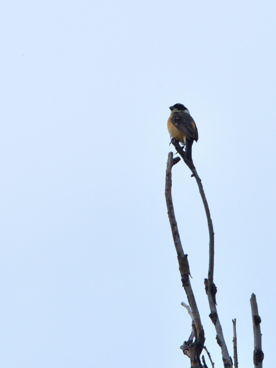 Cinnamon-rumped Seedeater - ML620777362