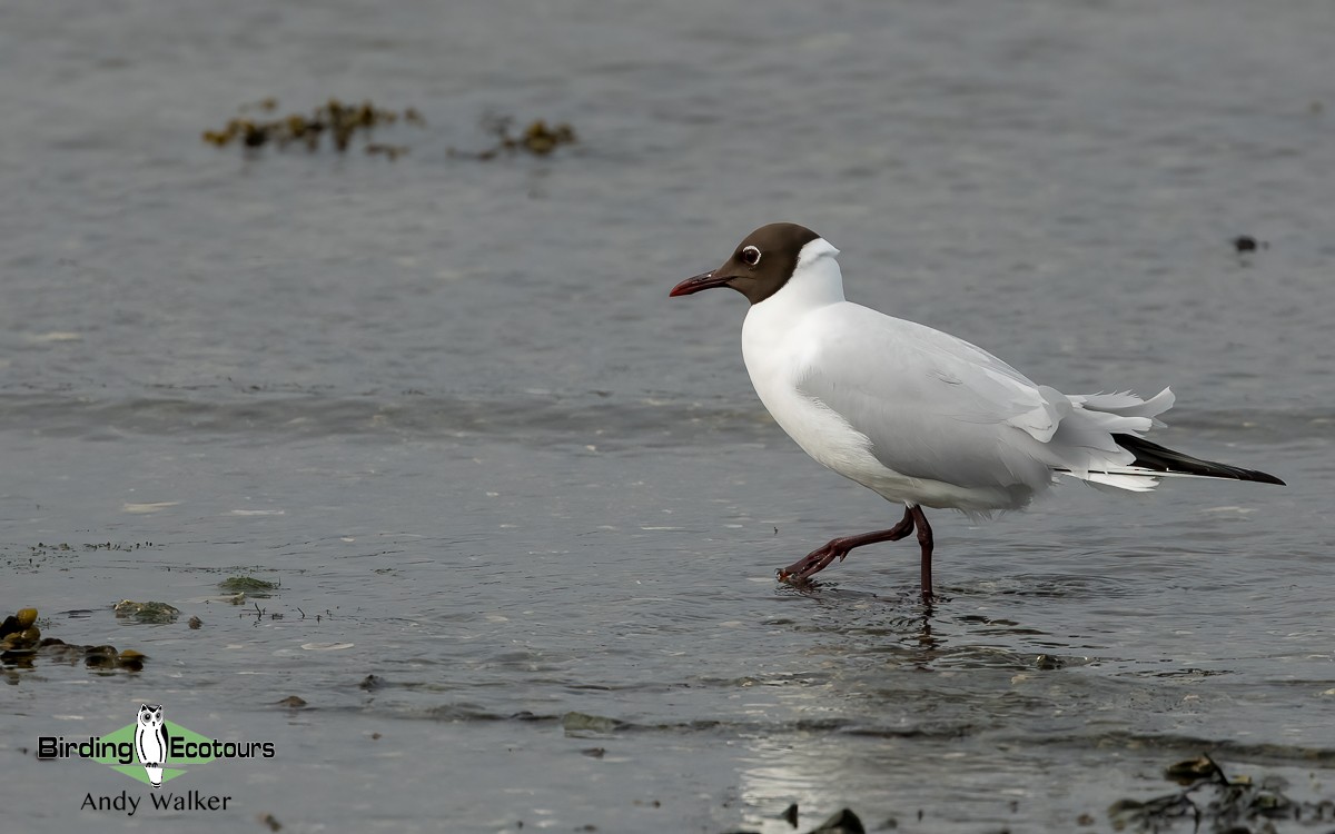 Black-headed Gull - ML620777364