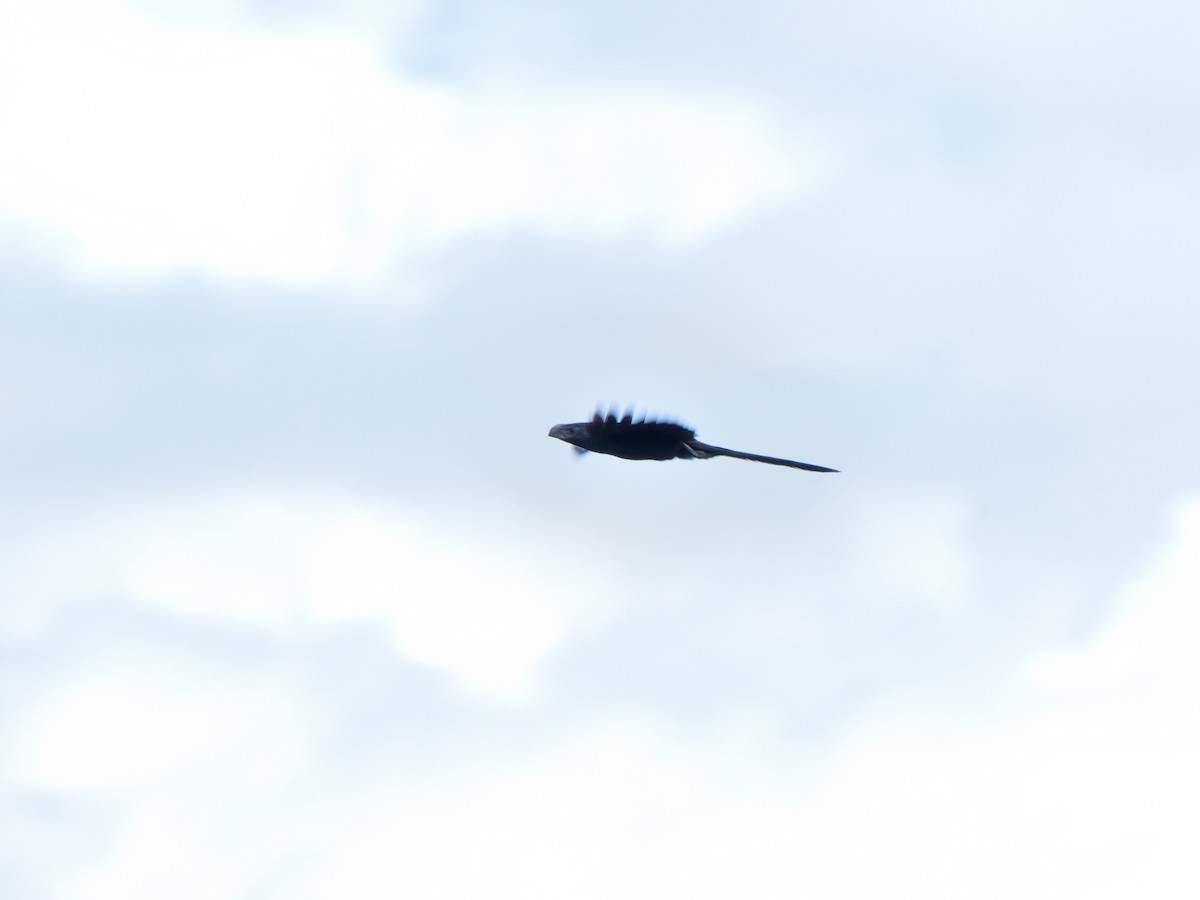 Groove-billed Ani - Isain Contreras