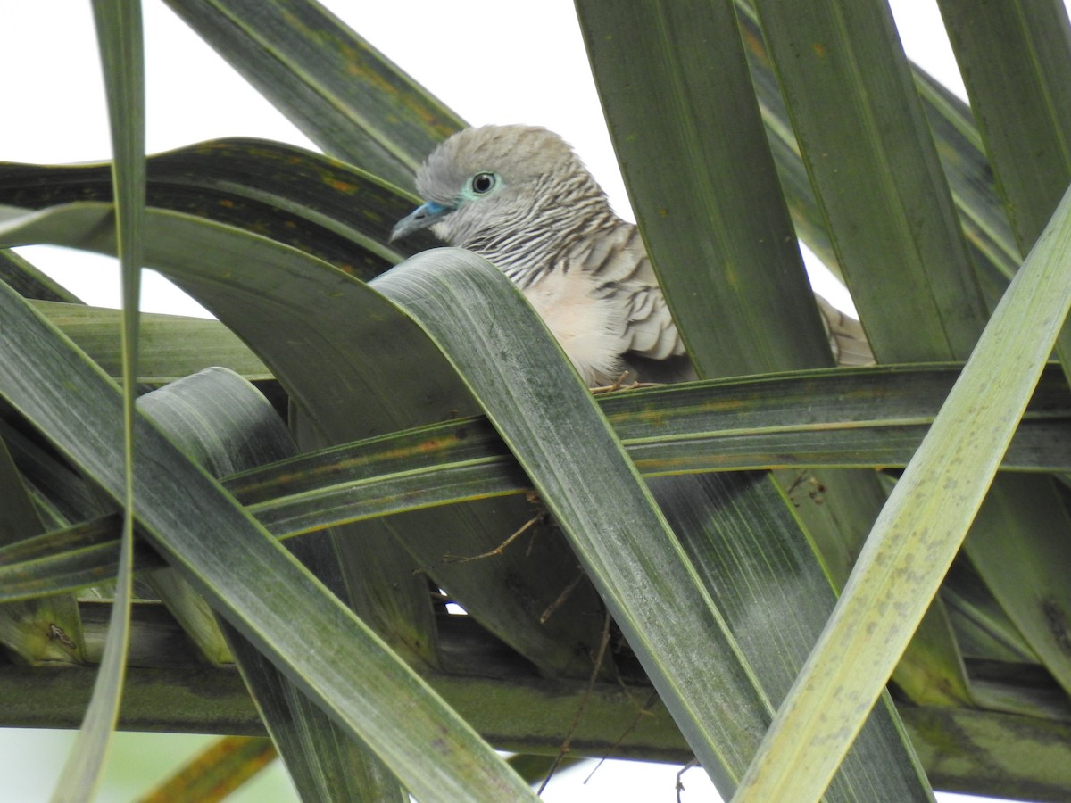 Peaceful Dove - ML620777373