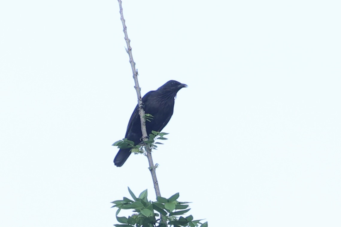 Brown-winged Starling - ML620777374