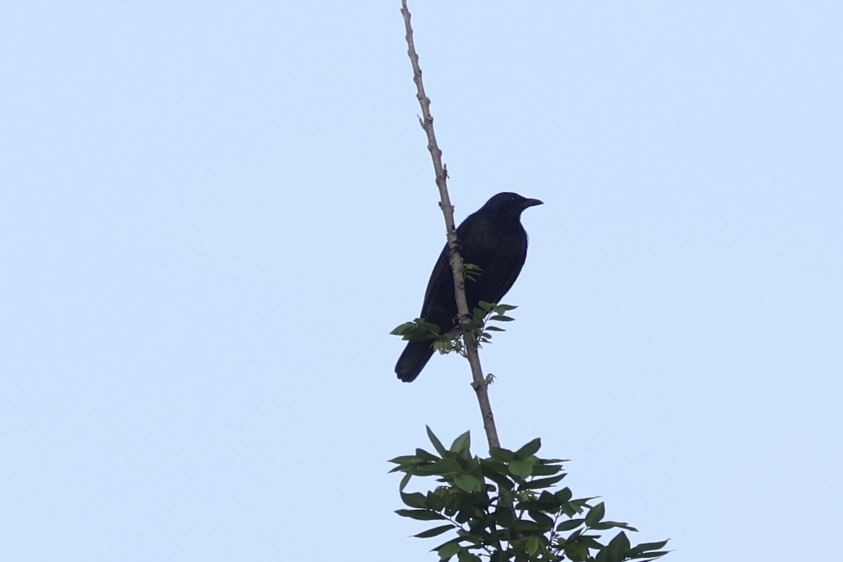 Brown-winged Starling - ML620777375