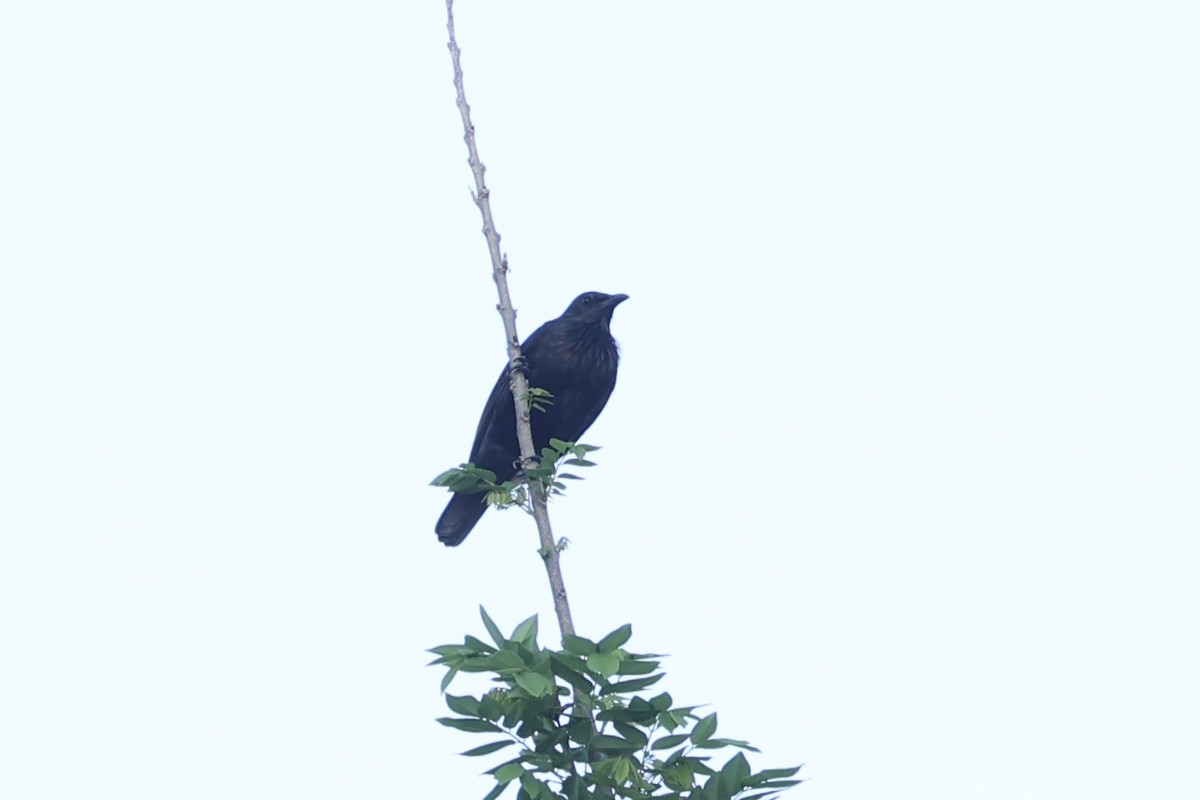 Brown-winged Starling - ML620777376