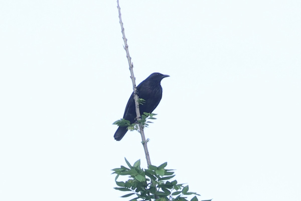 Brown-winged Starling - ML620777377