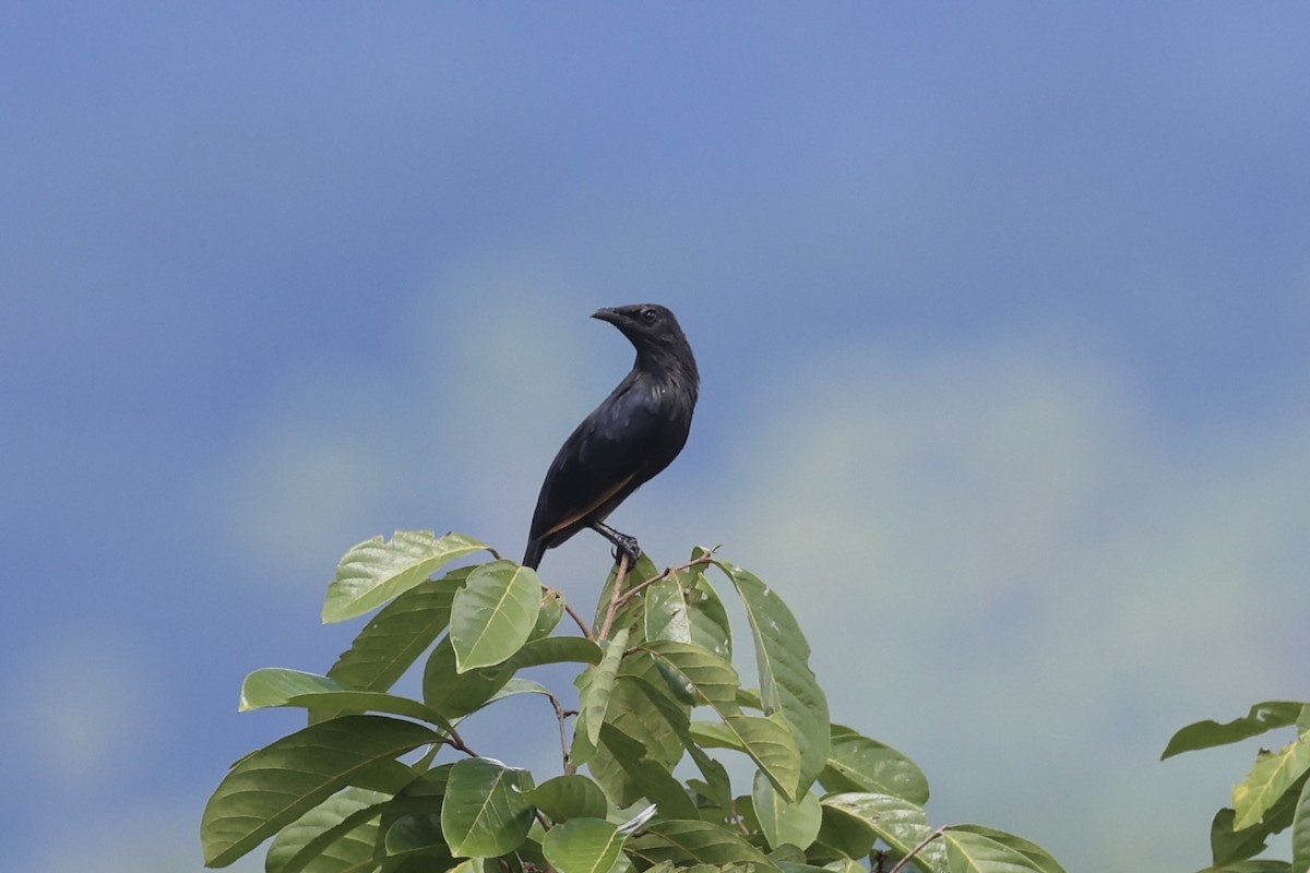 Brown-winged Starling - ML620777378