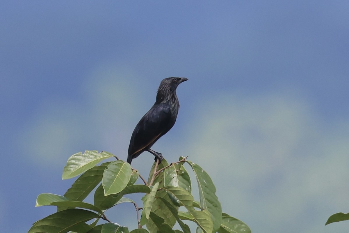 Brown-winged Starling - ML620777379