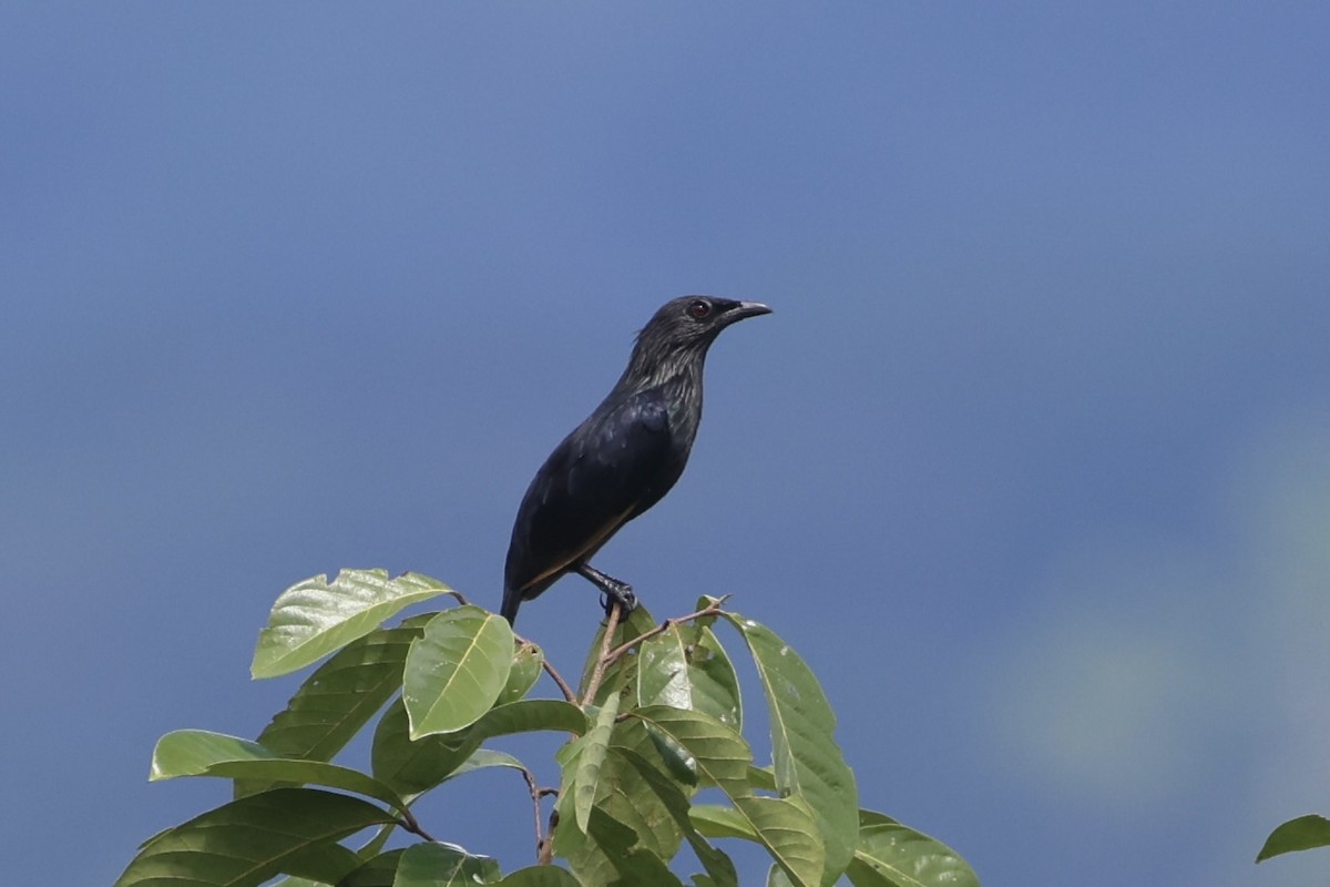Brown-winged Starling - ML620777380